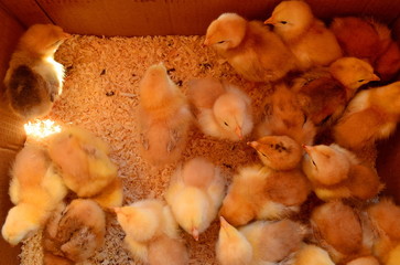 a lot of live chickens in a box