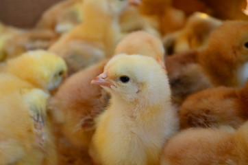 a lot of live chickens in a box