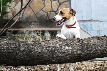 A paying dog Jack Russell Terrier going to jump over the felled tree. A pat standing on hind legs