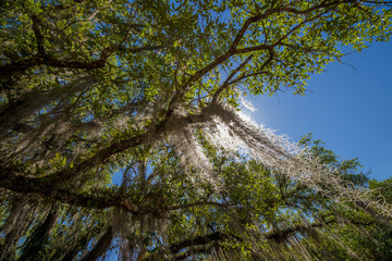 large trees on souther plantation with Spanish moss hanging down from branches 
