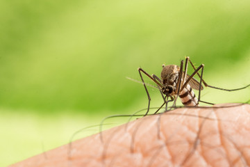 Aedes aegypti Mosquito. Close up a Mosquito sucking human blood,Mosquito Vector-borne diseases,Chikungunya.Dengue fever.Rift Valley fever.Yellow fever.Zika.Mosquito on skin
