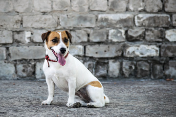 A dog Jack Russell Terrier sitting on the background of the old gray brick wall of a ruined building