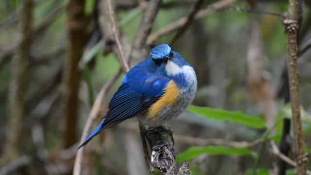 Himalayan bluetail tarsiger rufilatus
Charming bird perching alone.
Himalayan bluetail ( tarsiger rufilatus ) making a living in highland forest,green blurred background and sunlight.
