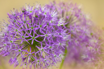 Purple flower, artificial bow. Floral background.