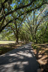 Fototapeta premium large trees on souther plantation with Spanish moss hanging down from branches 