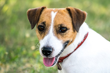 A cute dog Jack Russell Terrier looking to the camera