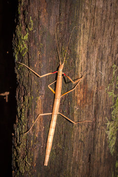 Indian Stick Insect (Carausius morosus), Cape Town, South Africa
