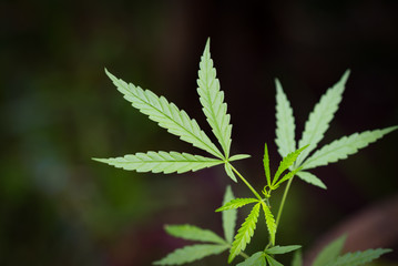 Naklejka na ściany i meble Small Marijuana Leaf with Marijuana young Plants in dark Background