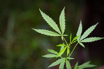 Small Marijuana Leaf with  Marijuana young Plants in dark Background