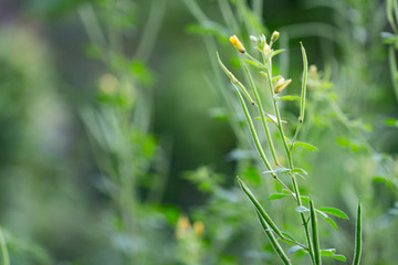 Thai herb,Asian Spider flower. (Cleome viscosa plant)