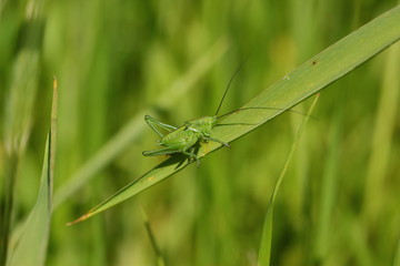 Grasshopper
