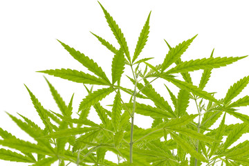 Marijuana plant isolated on white background with clipping path