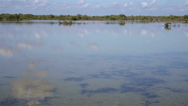 Greater flamingo (Phoenicopterus roseus) on the lake ornithological reserve Cuba