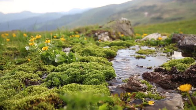 Mountain spring flowing down with vegetation and yellow flowers