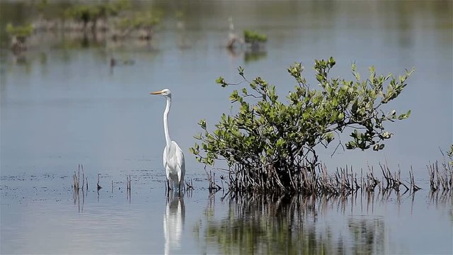 Snowy egret (Egretta thula) is a small white heron. Zapata reserve, Cuba