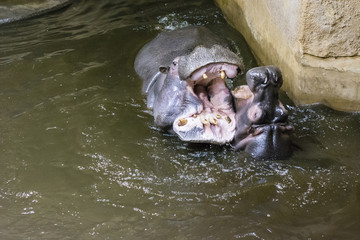 Fototapeta premium Hitting the hippos in dirty water.