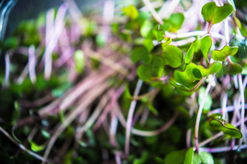 organic food concept