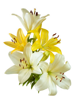 Fototapeta  lilies isolated on white background