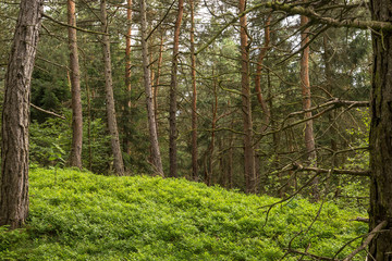 Obraz premium Kiefernwald