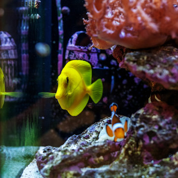 Zebarosum yellow tan-fish swims in an aquarium. The concept of the water world.