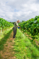 A middle aged male picking up strawberries on a fruit farm