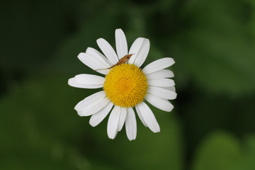 Fototapeta premium Marguerite