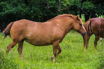 Naklejka na ściany i meble Horse