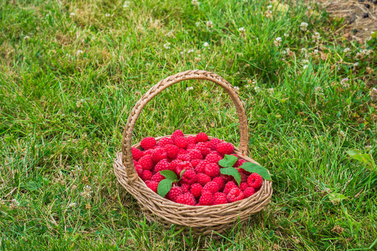 A basket full of freshly picked raspberries on a grass