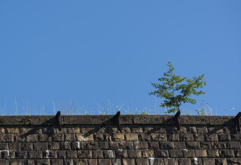 Lonely tree on a stone wall