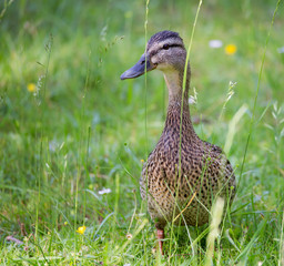 eine niedliche Ente läuft auf einer Wiese