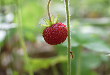 Red berry strawberry on a branch in the forest