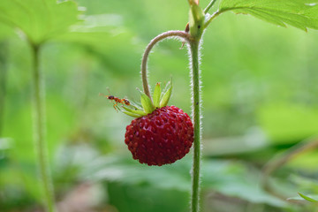 Red berry strawberry on a branch in the forest