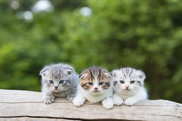 scottish fold, beautiful kitten on timber over blur green forest background