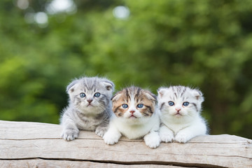 scottish fold, beautiful kitten on timber over blur green forest background