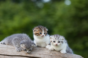 scottish fold, beautiful kitten on timber over blur green forest background