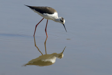 Echasse blanche,.Himantopus himantopus, Black winged Stilt
