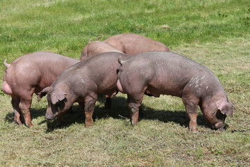 Fototapeta na wymiar Young duroc pig herd grazing on farm field summertime