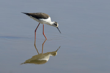 Echasse blanche,.Himantopus himantopus, Black winged Stilt