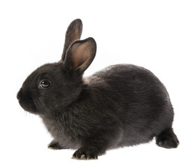Naklejka premium black rabbit