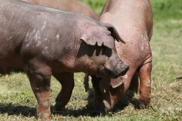 Young duroc pig herd grazing on farm field summertime