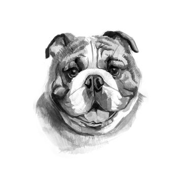 Colored English bulldog's head. Watercolor picture.