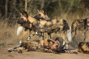 African wild dog portrait in it´s natural habitat