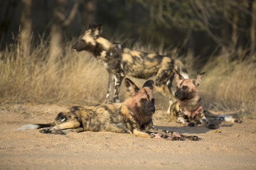 African wild dog portrait in it´s natural habitat