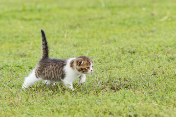 Fototapeta na wymiar scottish fold, beautiful kitten playing on green grass background