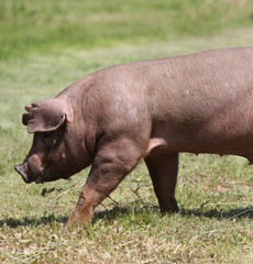 Fototapeta na wymiar Young duroc breed pig on natural environment