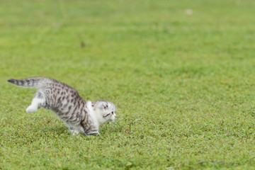 Naklejka na ściany i meble scottish fold, beautiful kitten playing on green grass background