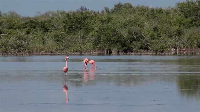 Greater flamingo (Phoenicopterus roseus) on the lake ornithological reserve Cuba