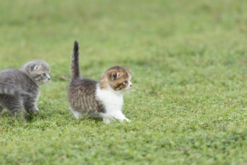 Obraz premium scottish fold, beautiful kitten playing on green grass background