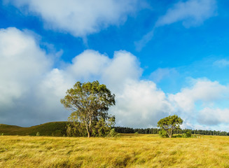 Fototapeta na wymiar Landscape of the island seen from the way up to the Maunga Terevaka, Easter Island, Chile