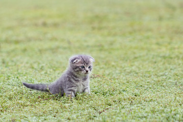 scottish fold, beautiful kitten playing on  green grass background